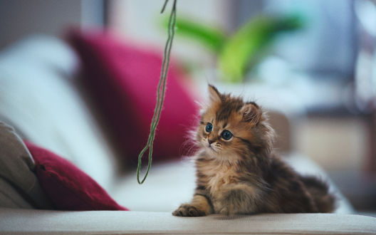 Обои на рабочий стол Маленькая кошечка Daisy / Дейзи лежит на диване и смотрит на ниточку (фотограф Ben Torode)