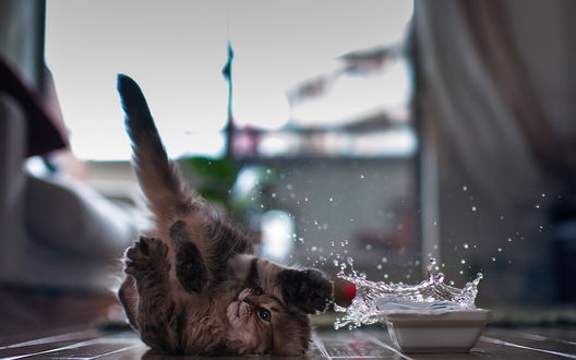Обои на рабочий стол Кошечка Daisy / Дейзи играясь задела миску с водой, фотограф Ben Torode