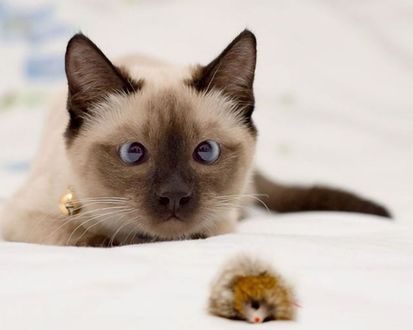 Обои на рабочий стол Сиамский кот на охоте