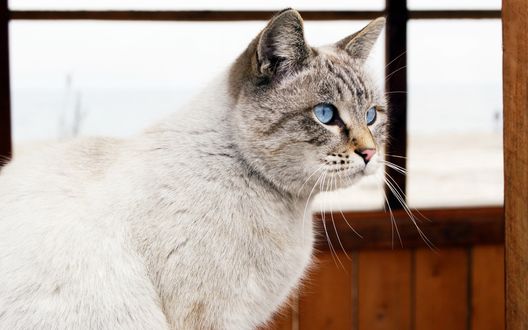 Обои на рабочий стол Белая кошка с голубыми глазами смотрит в сторону