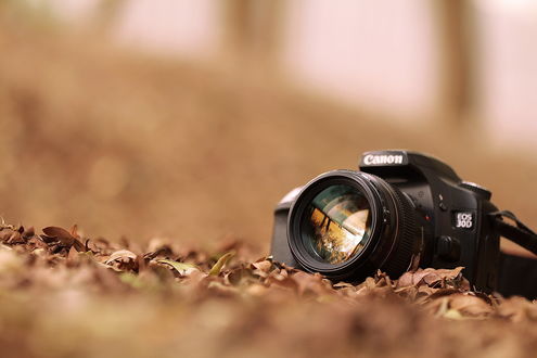 Обои на рабочий стол Фотоаппарат Canon лежит в осенних листьях