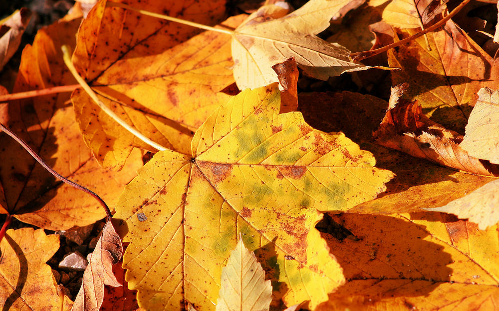 Обои для рабочего стола Осенняя природа, последние теплые лучи солнца греют опавшие листья