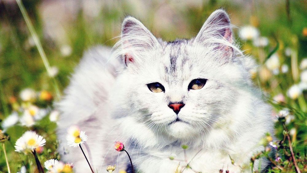 Обои для рабочего стола Ушастый бело-серый кот сидит в траве с белыми цветами