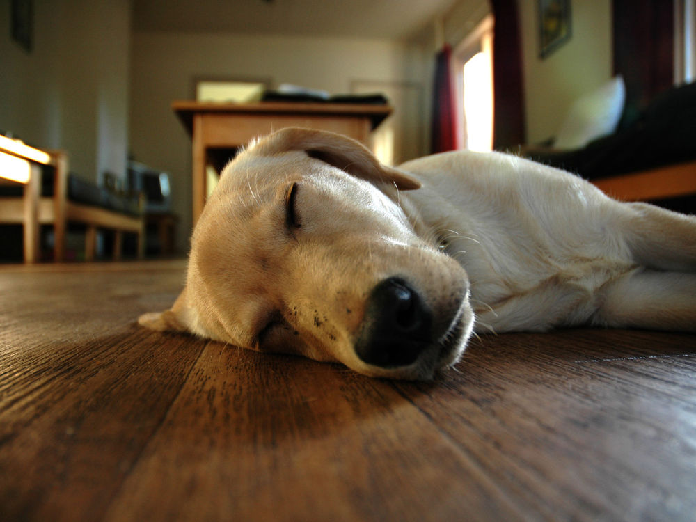 Обои для рабочего стола Собака динго / dingo спит на деревянном полу в комнате