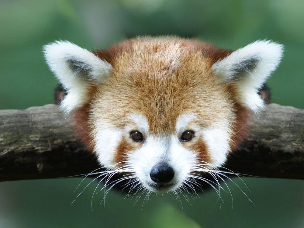 Обои для рабочего стола Малая панда / Красная панда / Ailurus fulgens / Огненная лиса / Firefox висит на ветке и смотрит на вас