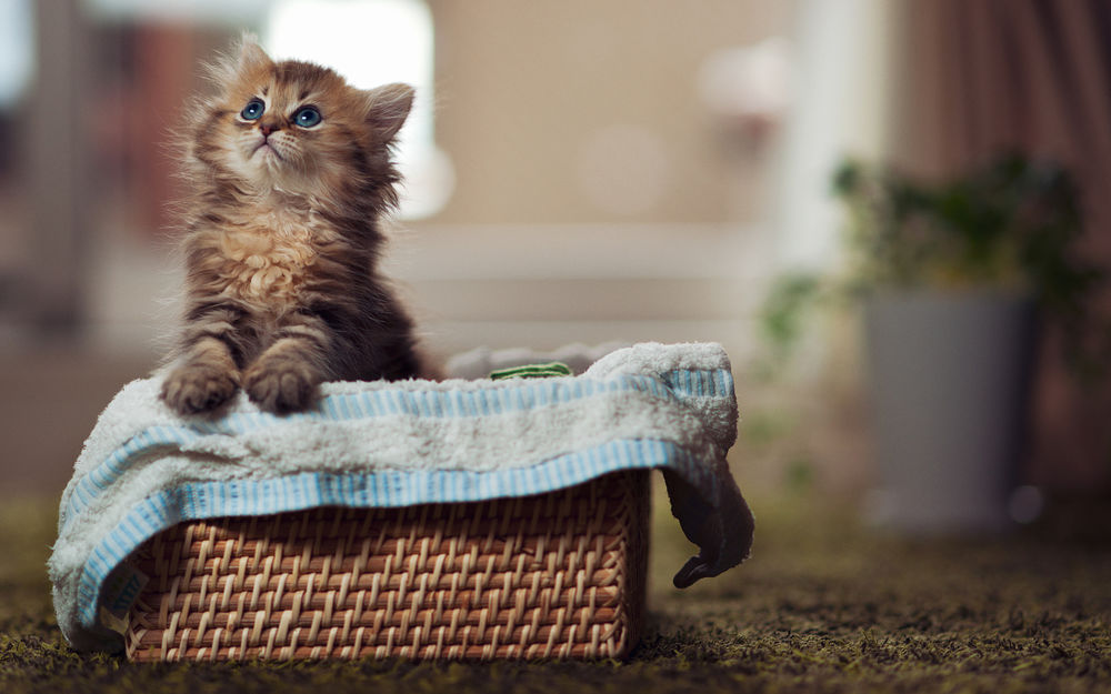 Обои для рабочего стола Котёнок по имени Daisy / Дейзи высунулась из корзинки, фотограф Ben Torode