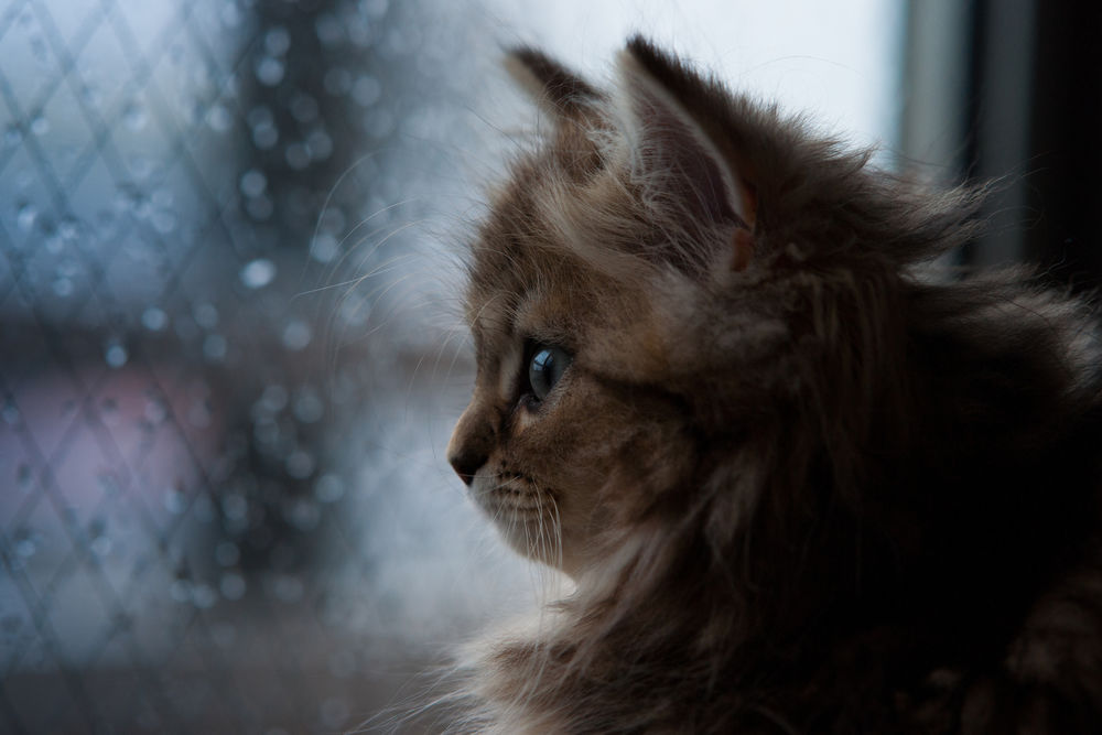 Обои для рабочего стола Котёнок по имени Daisy / Дейзи смотрит в окно на дождь, фотограф Ben Torode
