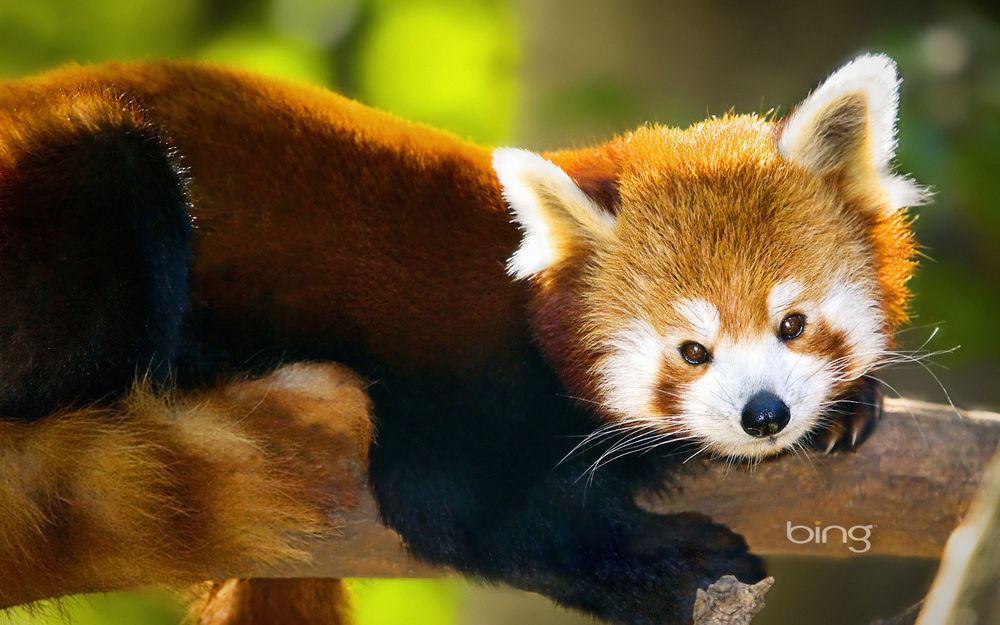 Обои для рабочего стола Малая панда / Красная панда / Ailurus fulgens / Огненная лиса / Firefox лежит на ветке (bing)