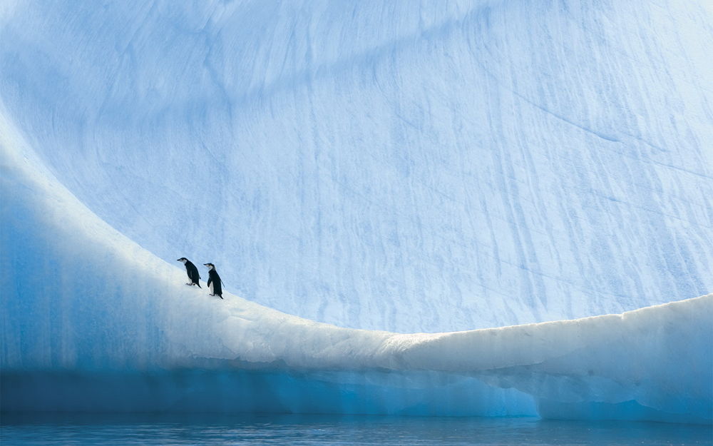 Обои для рабочего стола Два пингвина идут по краю громадного айсберга