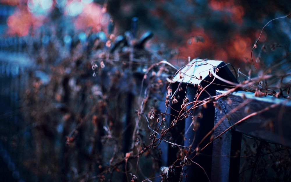 Обои для рабочего стола Забор с засохшими ветками