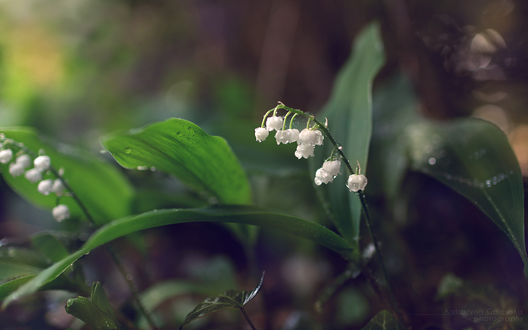 Обои на рабочий стол Ландыши в росе, Katarzyna Gajewska photography
