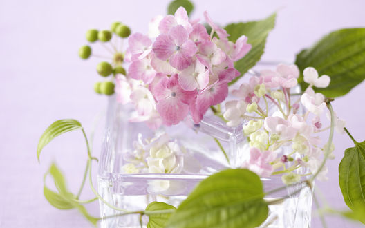 Обои на рабочий стол Сиреневые и белые цветы Гортензии / Hydrangea в прозрачной вазе