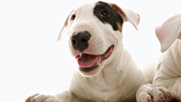 Обои на рабочий стол Бультерьер / Bull Terrier, сквозь белую шерсть просвечивает розовая кожа, вокруг глаза черное пятно