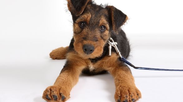 Обои на рабочий стол Эрдельтерьер / Airedale Terrier с милой мордашкой