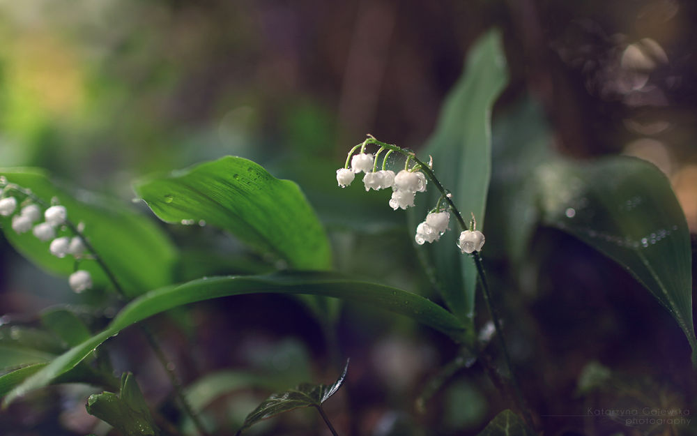 Обои для рабочего стола Ландыши в росе, Katarzyna Gajewska photography
