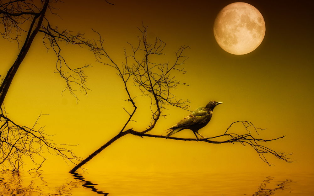 Обои для рабочего стола На ветке дерева, протянувшейся над водной гладью, на фоне жёлтого неба, сидит чёрная ворона, любуясь полной луной