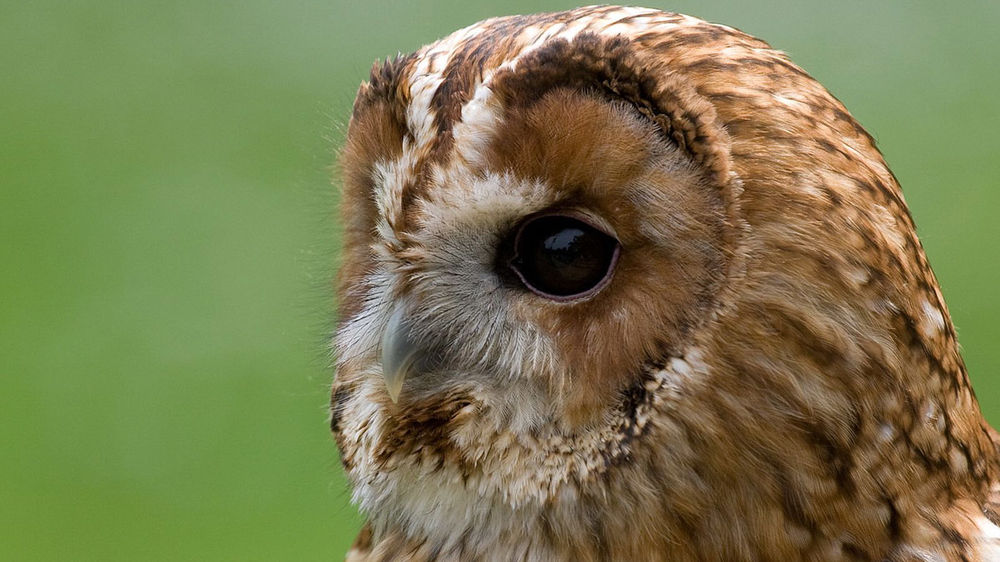 Обои для рабочего стола Сова