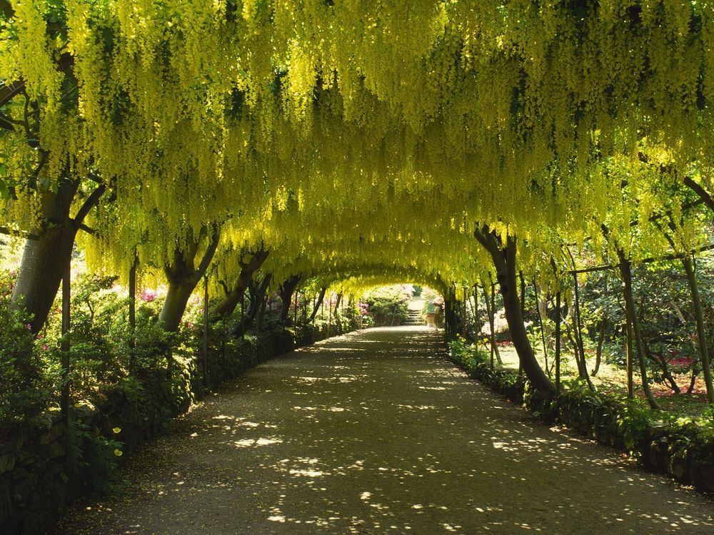 Обои для рабочего стола Laburnum Arch / Арка из ракитника, Сад Боднант / Bodnant Garden,  Уэллс, Великобритания / Wells,  Great Britain