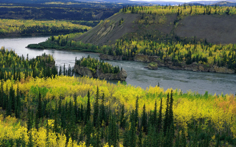 Обои для рабочего стола Yukon River / Река Юкон, по берегам которой расположился желто-зеленый лес