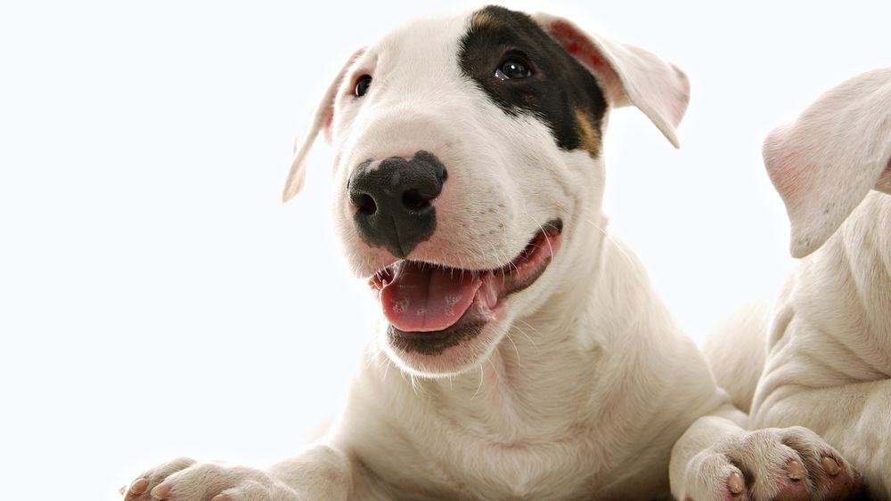 Обои для рабочего стола Бультерьер / Bull Terrier, сквозь белую шерсть просвечивает розовая кожа, вокруг глаза черное пятно
