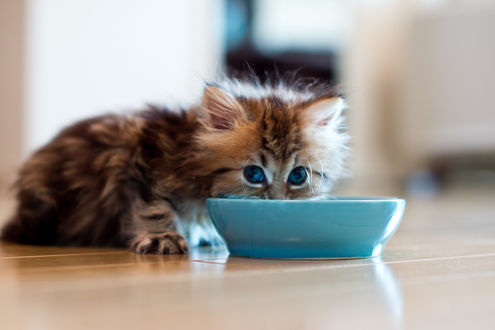 Обои на рабочий стол Кошечка Daisy / Дейзи пьет молоко с миски, фотограф Ben Torode