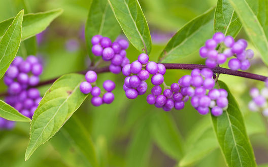 Обои на рабочий стол Плоды кустарника Красивоплодник Бодиньера Профьюжн /  Callicarpa Bodinieri Profusion