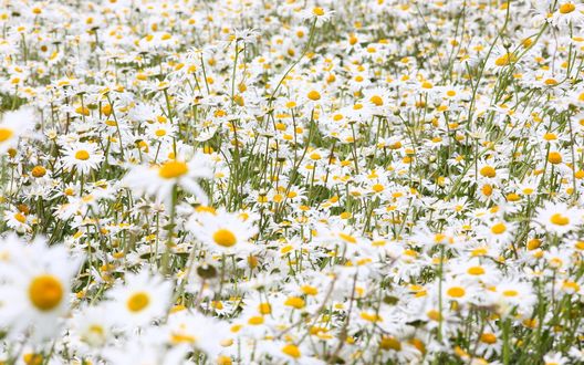 Обои на рабочий стол Луг белых ромашек