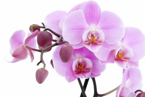 Обои на рабочий стол Нежно-фиолетовые орхидеи фаленопсис / Phalaenopsis