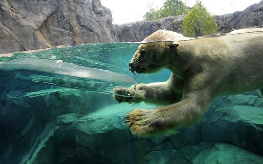 Обои на рабочий стол Белый полярный медведь плывёт в прозрачной воде