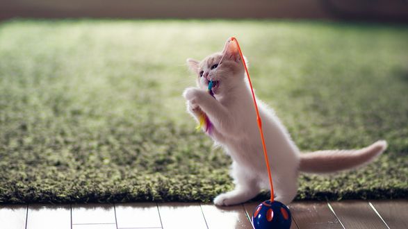Обои на рабочий стол Котенок играет с игрушкой