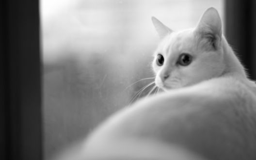 Обои на рабочий стол Удивлённый кошачий взгляд