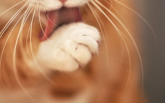 Обои на рабочий стол Рыжий кот облизывает свою лапку