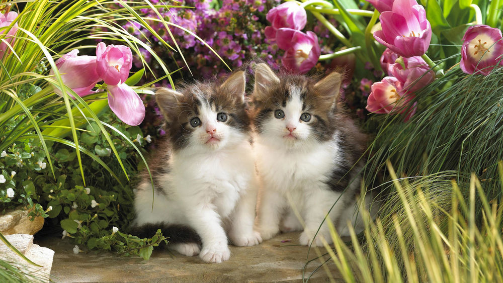 Обои для рабочего стола Два маленьких белых котенка с серыми головками спрятались в густой зеленой траве и растущих в ней тюльпанов