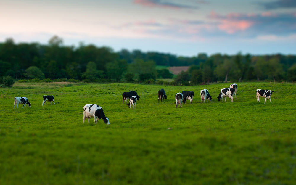 Обои для рабочего стола На зеленом лугу, окруженным деревьями, пасутся коровы черно-белого окраса  на фоне неба, затянутого небольшими облаками в лучах заката, с эффектом тилт шифт / tilt shift