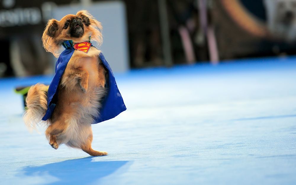 Обои для рабочего стола Super Dog - пекинес в костюме супермена идет на задних лапках