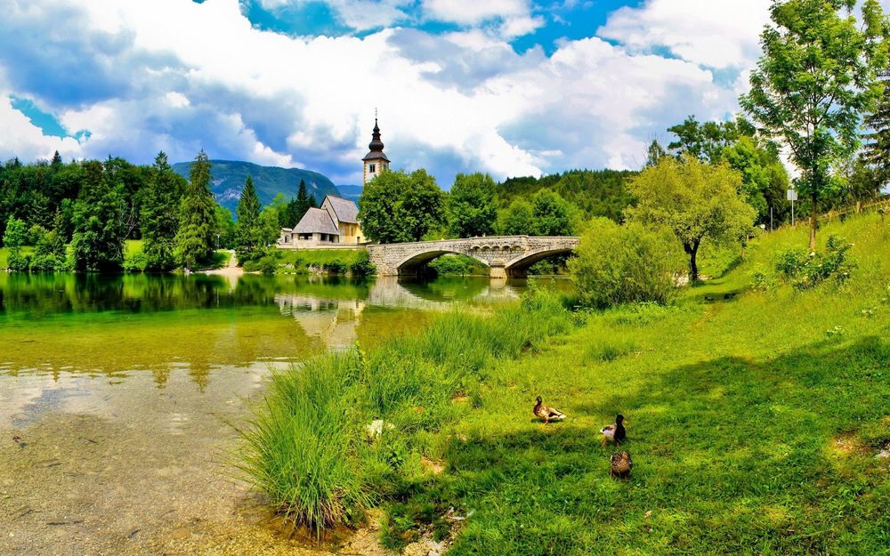 Обои для рабочего стола Словения, озеро Бохинь / Slovenia, Bohinj с берегами,покрытыми зеленой травой и пасущими на ней  утками, на фоне каменного моста, деревьев, домов и голубого неба с белыми облаками