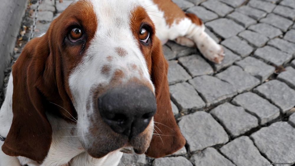Обои для рабочего стола Преданный взгляд  бассет-хаунда / Basset Hound