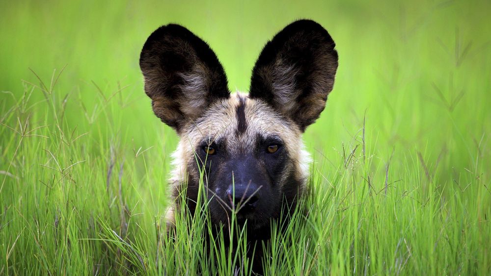 Обои для рабочего стола Дикая собака / Wild Dog выглядывает из  травы, Ботсвана / Botswana, Африка / Africa