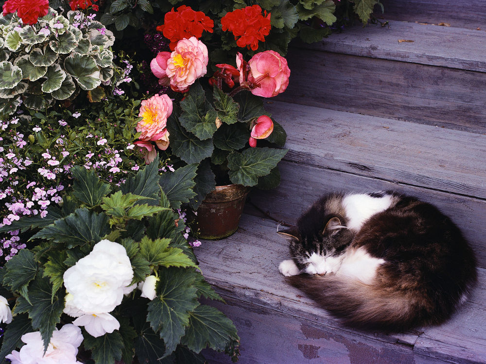 Обои для рабочего стола Спящий возле цветов кот на лестнице
