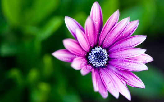 Обои на рабочий стол Гербера. Сорт Daisy. Очень красивый и яркий цветок