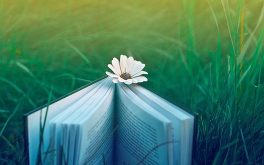 Обои на рабочий стол Ромашка вместо закладки в книге, стоящей на лугу
