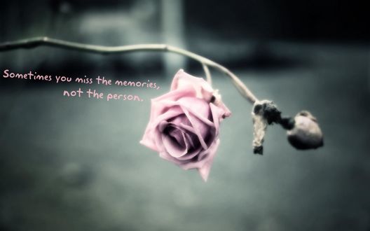 Обои на рабочий стол Свежая роза и завядшая роза на ветке (Sometimes you miss the memories, not the person / Иногда ты скучаешь за воспоминаниями, а не за человеком)
