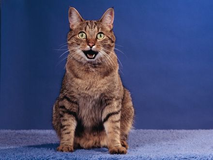 Обои на рабочий стол Смешной кот сидит на синем паласе