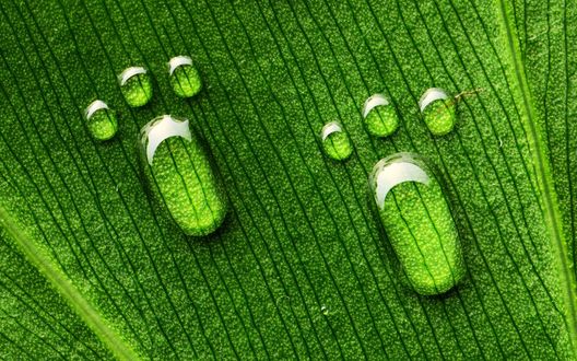 Обои на рабочий стол Капли воды на зеленом листе в форме отпечатка маленьких лапок
