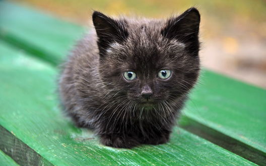 Обои на рабочий стол Милый черный котенок сидит на лавочке