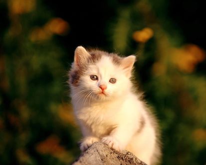 Обои на рабочий стол Милый одинокий котенок на ветке