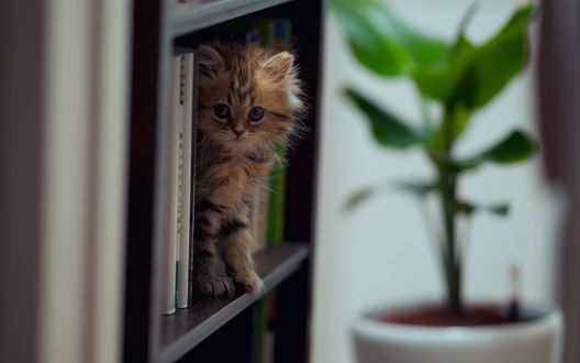 Обои на рабочий стол Кошечка Daisy / Дейзи на книжной полке, фотограф Ben Torode