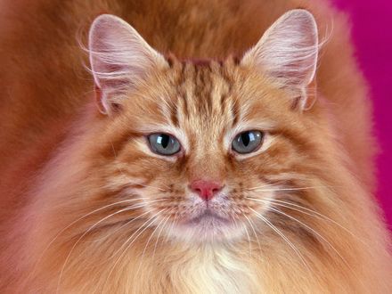 Обои на рабочий стол Рыжая кошка