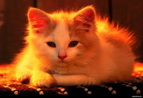 Обои на рабочий стол Котенок лежит на подстилке