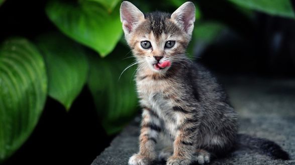 Обои на рабочий стол Забавный маленький котенок облизывается